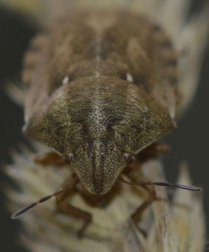 Eurygaster testudinaria